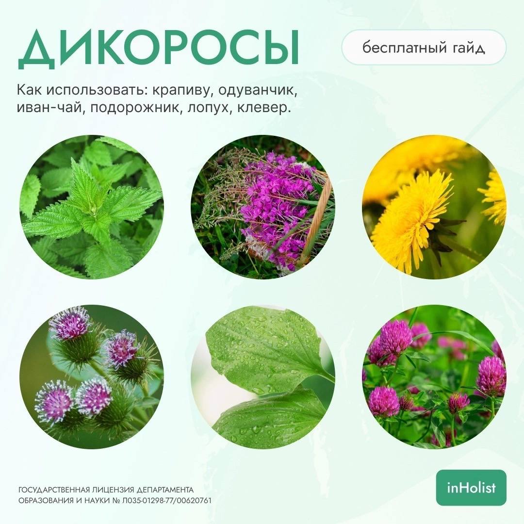 Дикие растения. Скачайте наш бесплатный гайд
Как использовать: крапиву, одуванчик, иван-чай, подорожник, лопух, клевер.
Вы узнаете и получите:
1. Полезные свойства и состав растений
2 | Сетка — социальная сеть от hh.ru