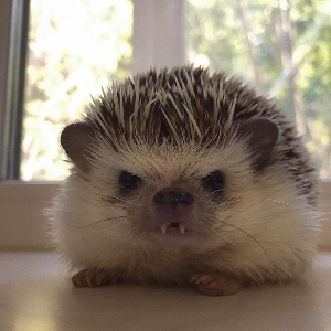 Милана Якушева