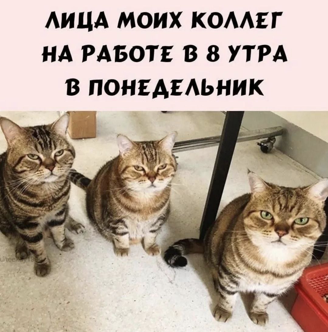 Коллеги! С последним понедельником сентября! | Сетка — социальная сеть от hh.ru