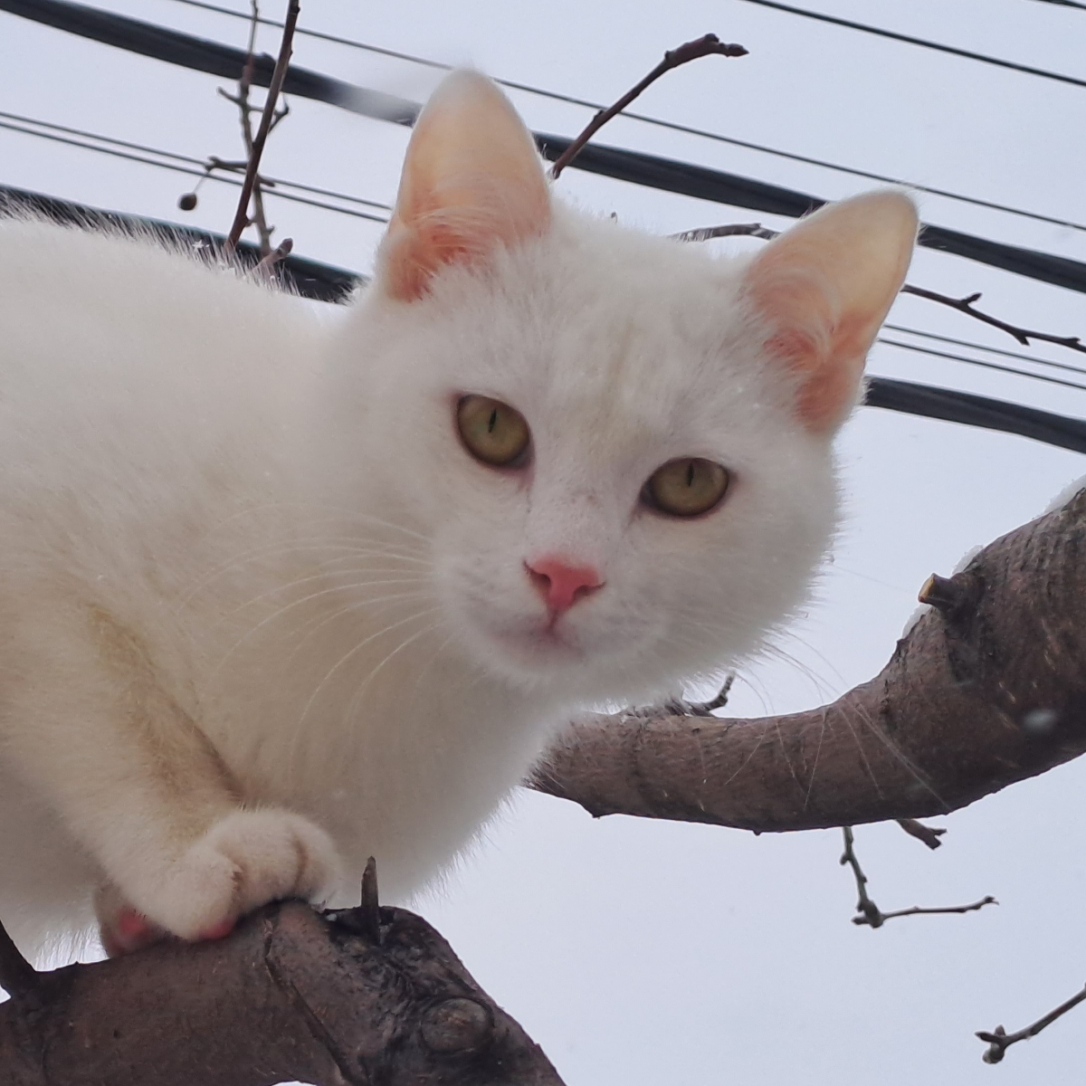 Александр Черевко