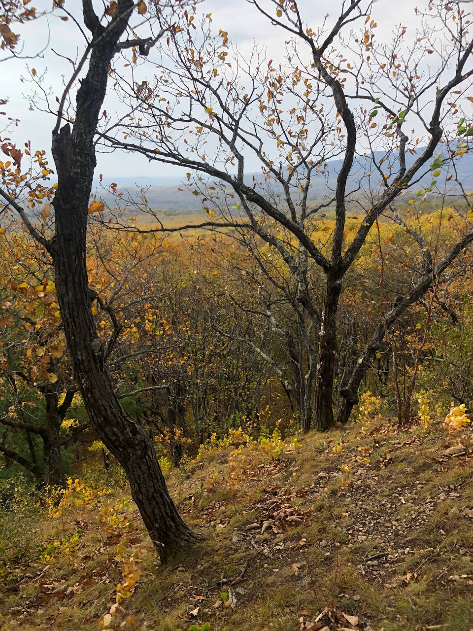 Про день Третий: Завершение проекта
Вчера состоялась поездка в Хехцирский заказник, где был трекинг до горы, прогулка по лесу Дружбы, подъём на Змеиную сопку | Сетка — социальная сеть от hh.ru