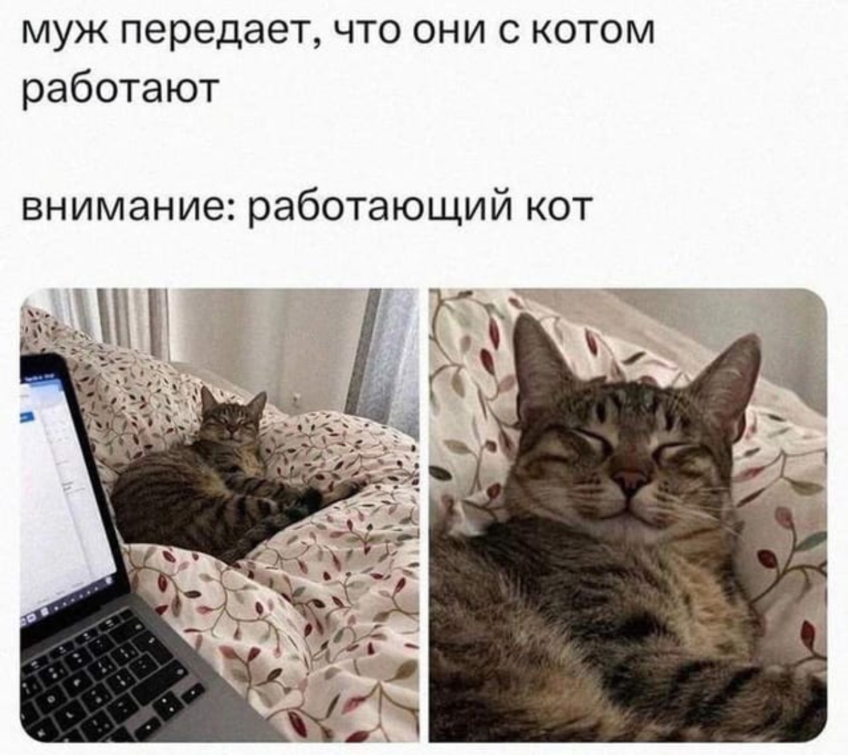 Ленивая меховая шапка получается 😁😁
#мем #работа #1С | Сетка — социальная сеть от hh.ru