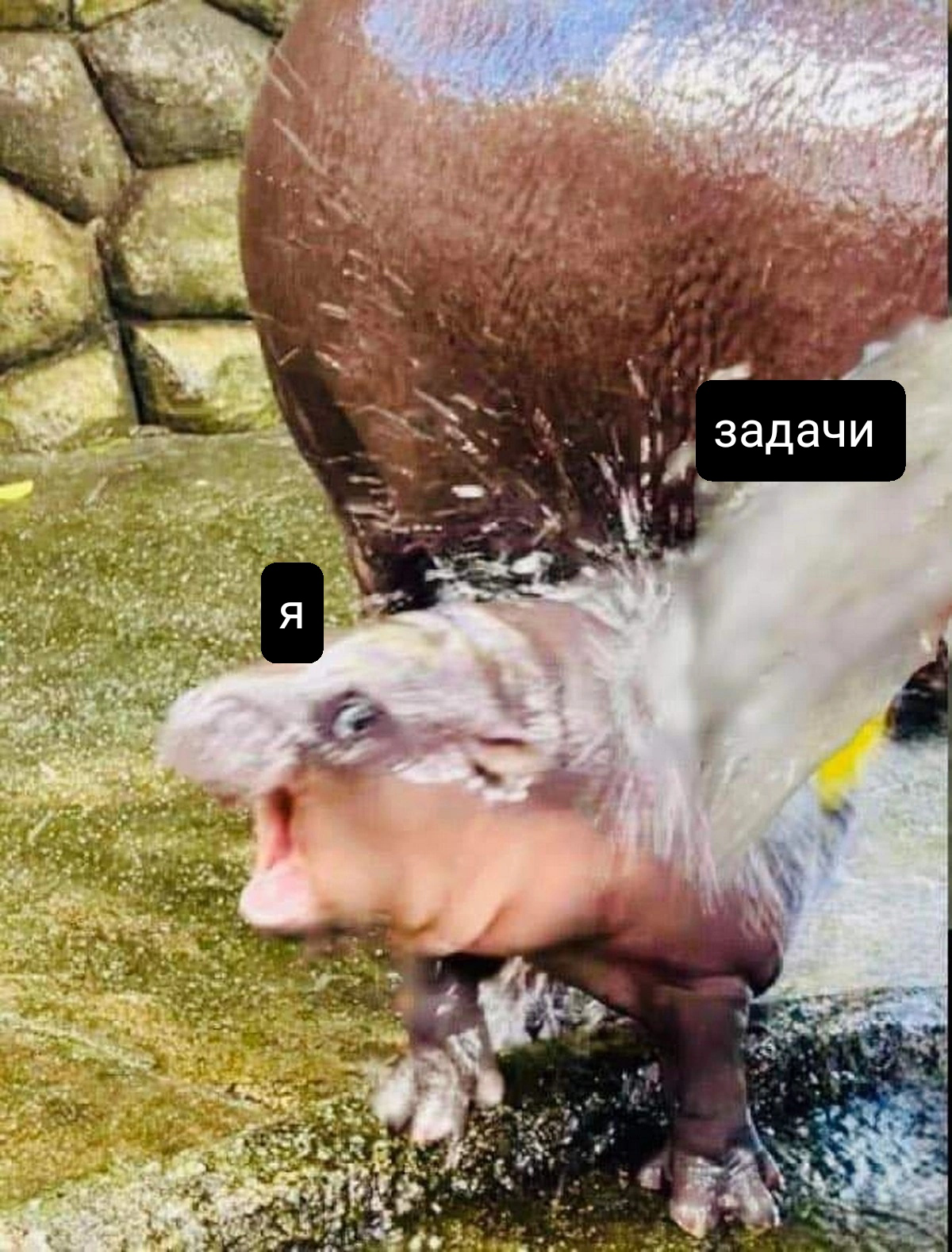 Вот моё состояние последние пару недель) | Сетка — социальная сеть от hh.ru