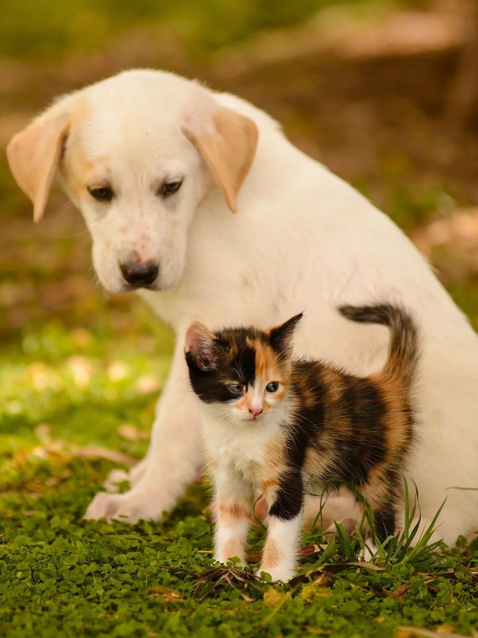 🐶 На этой неделе пройдут тематические мероприятия ко Дню защиты животных (4 октября)
С 3 по 7 октября
Гостей ждут тематические игры, занятия, лекции, благотворительные акции
Каждый желающий сможет пос... | Сетка — социальная сеть от hh.ru