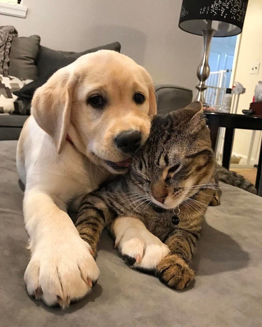 🐶 На этой неделе пройдут тематические мероприятия ко Дню защиты животных (4 октября)
С 3 по 7 октября
Гостей ждут тематические игры, занятия, лекции, благотворительные акции
Каждый желающий сможет пос... | Сетка — социальная сеть от hh.ru