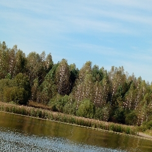 Светлана Жандарова