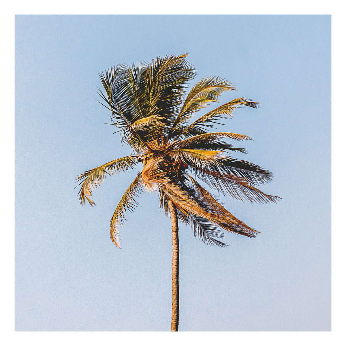 Так же занимаюсь художественной фотографией, помимо графического дизайна. Одинокая пальма, фото сделанное в 2016 году. Страна Индия.
#фотография #фотоарт #djonathan | Сетка — социальная сеть от hh.ru