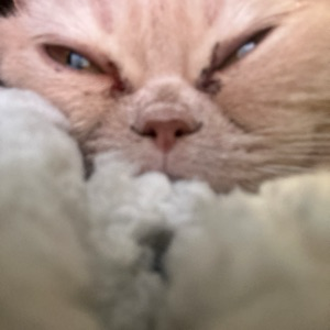 Антон Косарев | Сетка — социальная сеть от hh.ru