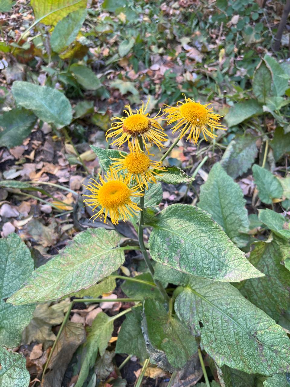 🌟🌟 Мэгги наконец-то вышла замуж, и её муж - это нечто.. | Сетка — социальная сеть от hh.ru