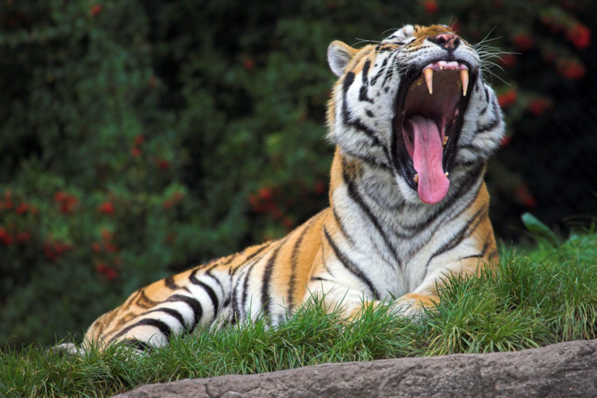 Родители-тигры: слишком строгий стиль воспитания не работает | Сетка — социальная сеть от hh.ru