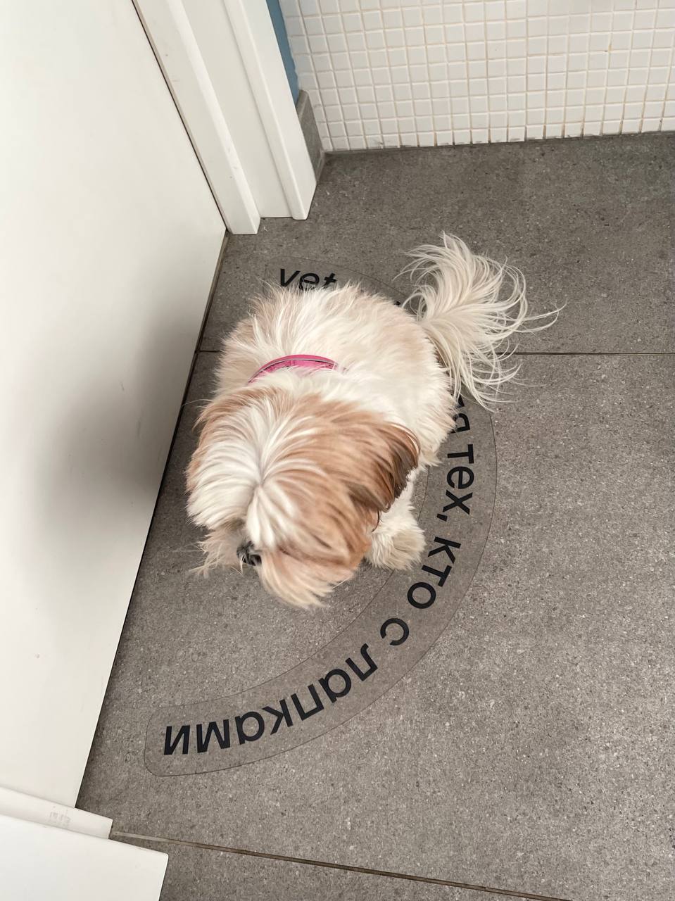 📍ветклиника vet union
вчера с Хлопой были в ветеринарке и очень захотелось поделитесь мелочами, которые меня там порадовали:
• фотографии врачей с питомцами для роста лояльности и доверия клиентов;
• ... | Сетка — социальная сеть от hh.ru