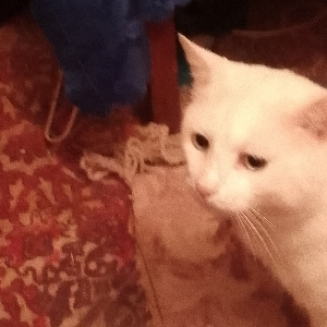 Максим Зюганов | Сетка — социальная сеть от hh.ru