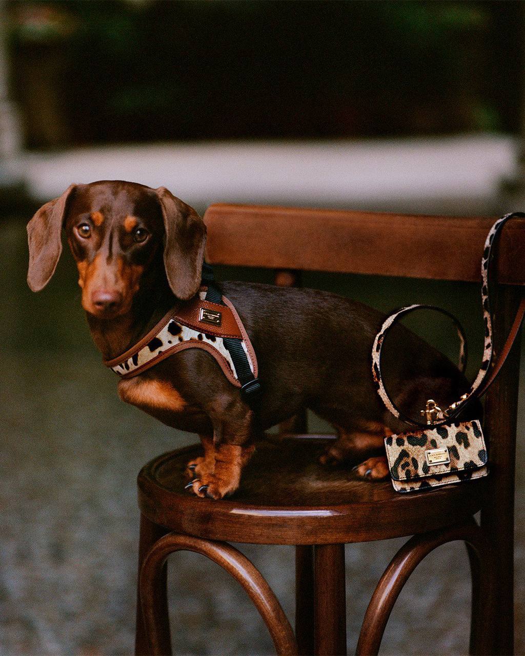 Ооо, Dolce Gabbana дропнули коллекцию для собак. Есть маленькие собачьи футболки, поводки, шлейки и сумки.
Цены — космос: от 295 (30 800 рублей) до 3500 евро (365 тысяч). | Сетка — социальная сеть от hh.ru