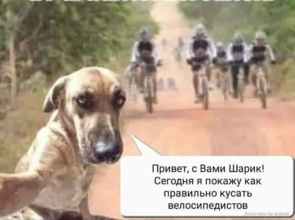 Кажется я понял, что такое «спустить собак на инфобиз…» | Сетка — социальная сеть от hh.ru