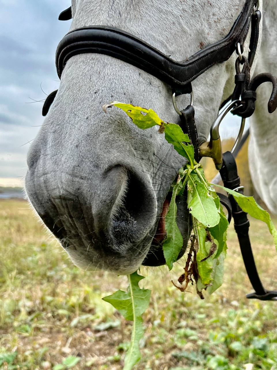 Осенние лошадки 🐴🍂❤️ | Сетка — социальная сеть от hh.ru