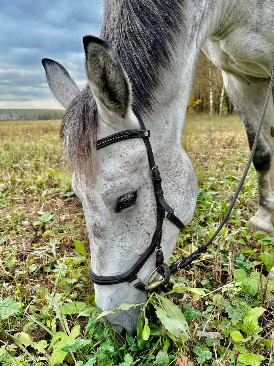 Осенние лошадки 🐴🍂❤️ | Сетка — социальная сеть от hh.ru