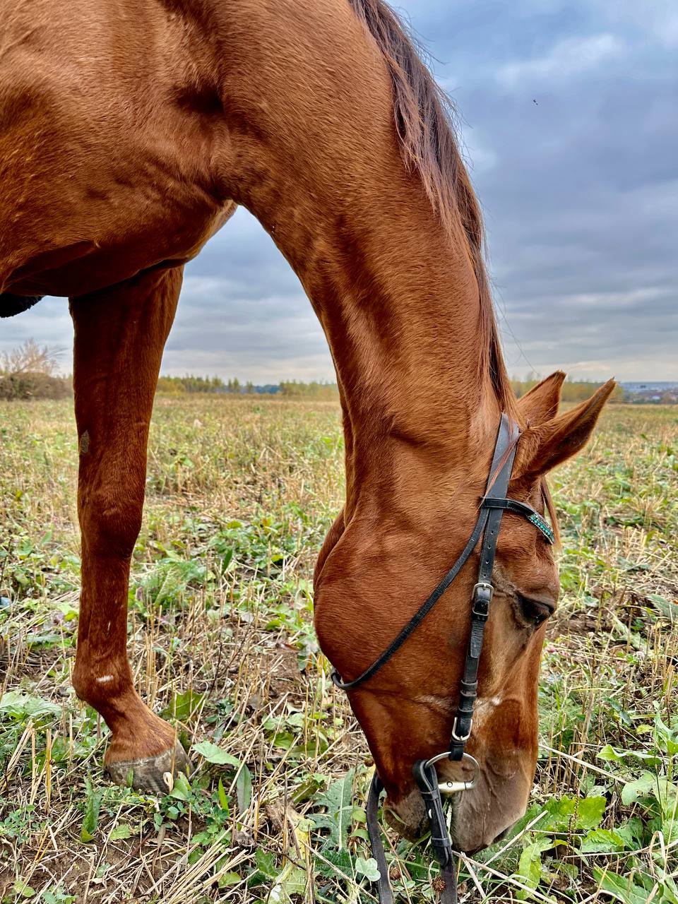 Осенние лошадки 🐴🍂❤️ | Сетка — социальная сеть от hh.ru