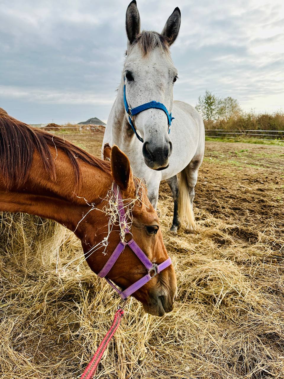 Осенние лошадки 🐴🍂❤️ | Сетка — социальная сеть от hh.ru