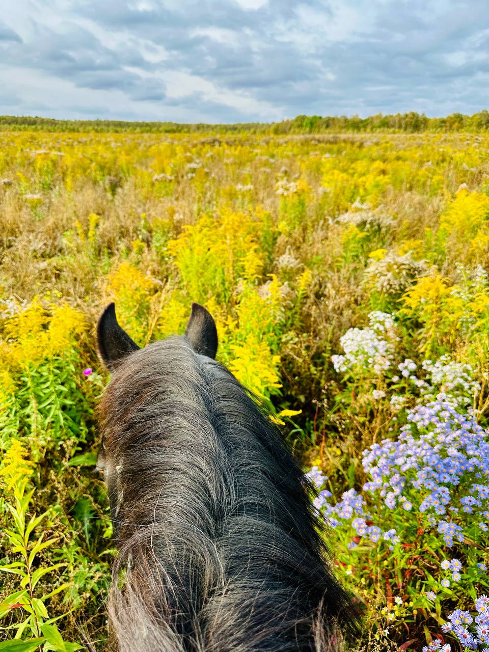 Осенние лошадки 🐴🍂❤️ | Сетка — социальная сеть от hh.ru