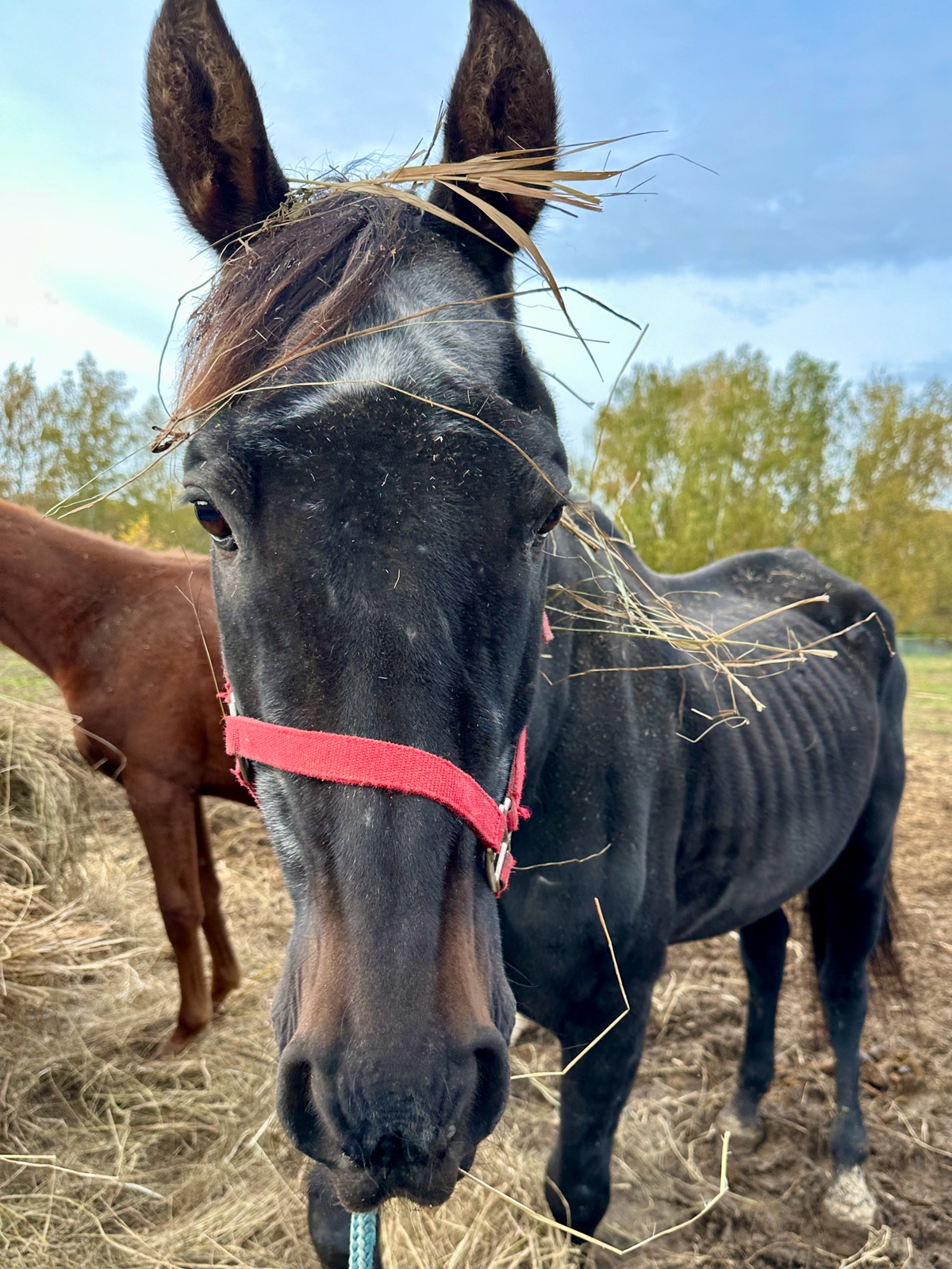 Осенние лошадки 🐴🍂❤️
Оригинальные идеи для свиданий, которые не оставят девушку равнодушной.
Приходите к нам на конные прогулки по адресу:
д | Сетка — социальная сеть от hh.ru