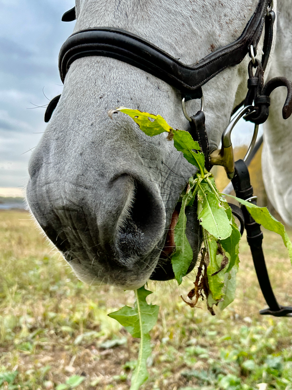 Осенние лошадки 🐴🍂❤️
Оригинальные идеи для свиданий, которые не оставят девушку равнодушной.
Приходите к нам на конные прогулки по адресу:
д | Сетка — социальная сеть от hh.ru