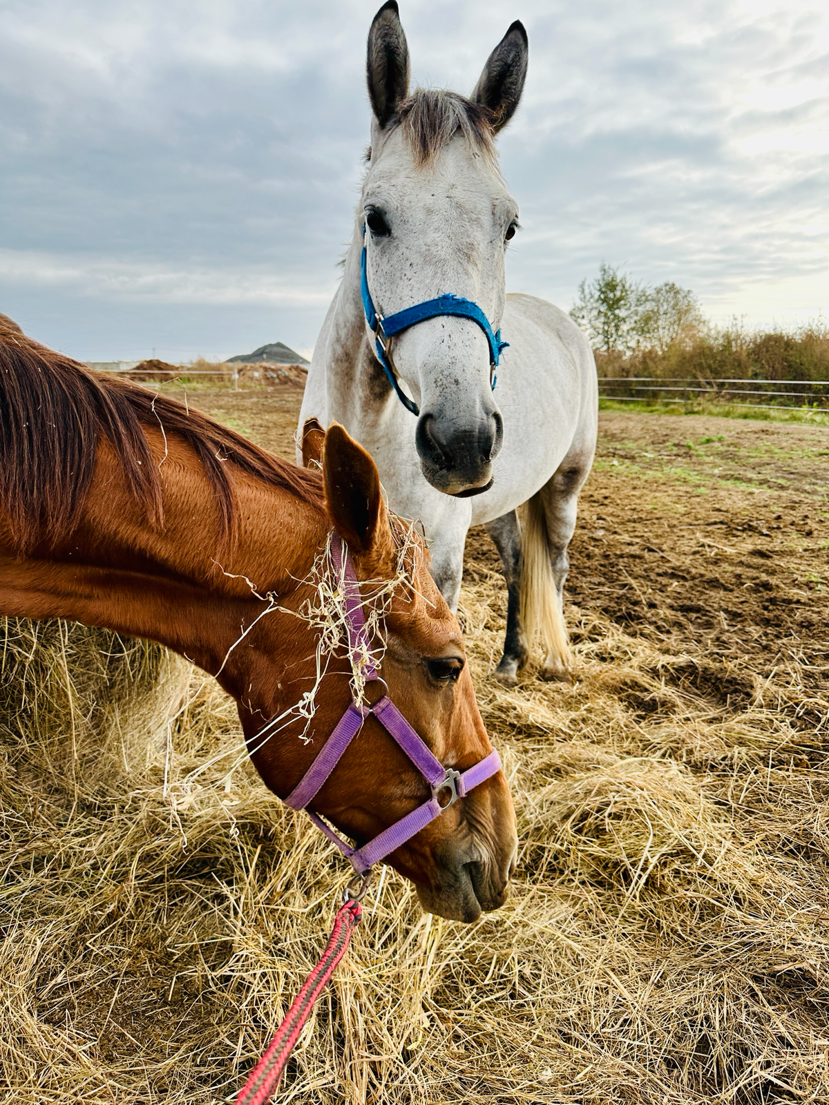 Осенние лошадки 🐴🍂❤️
Оригинальные идеи для свиданий, которые не оставят девушку равнодушной.
Приходите к нам на конные прогулки по адресу:
д | Сетка — социальная сеть от hh.ru