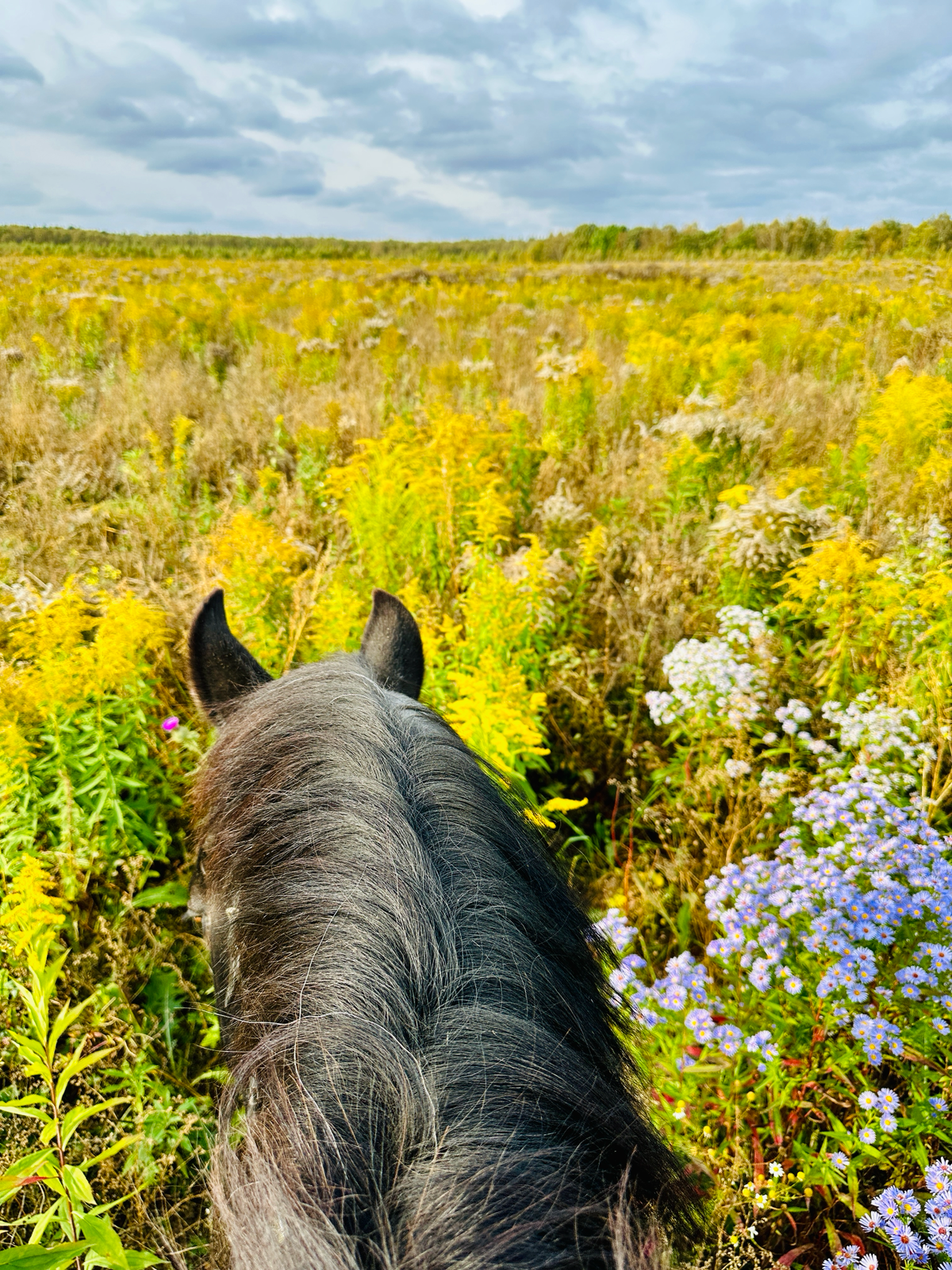 Осенние лошадки 🐴🍂❤️
Оригинальные идеи для свиданий, которые не оставят девушку равнодушной.
Приходите к нам на конные прогулки по адресу:
д | Сетка — социальная сеть от hh.ru