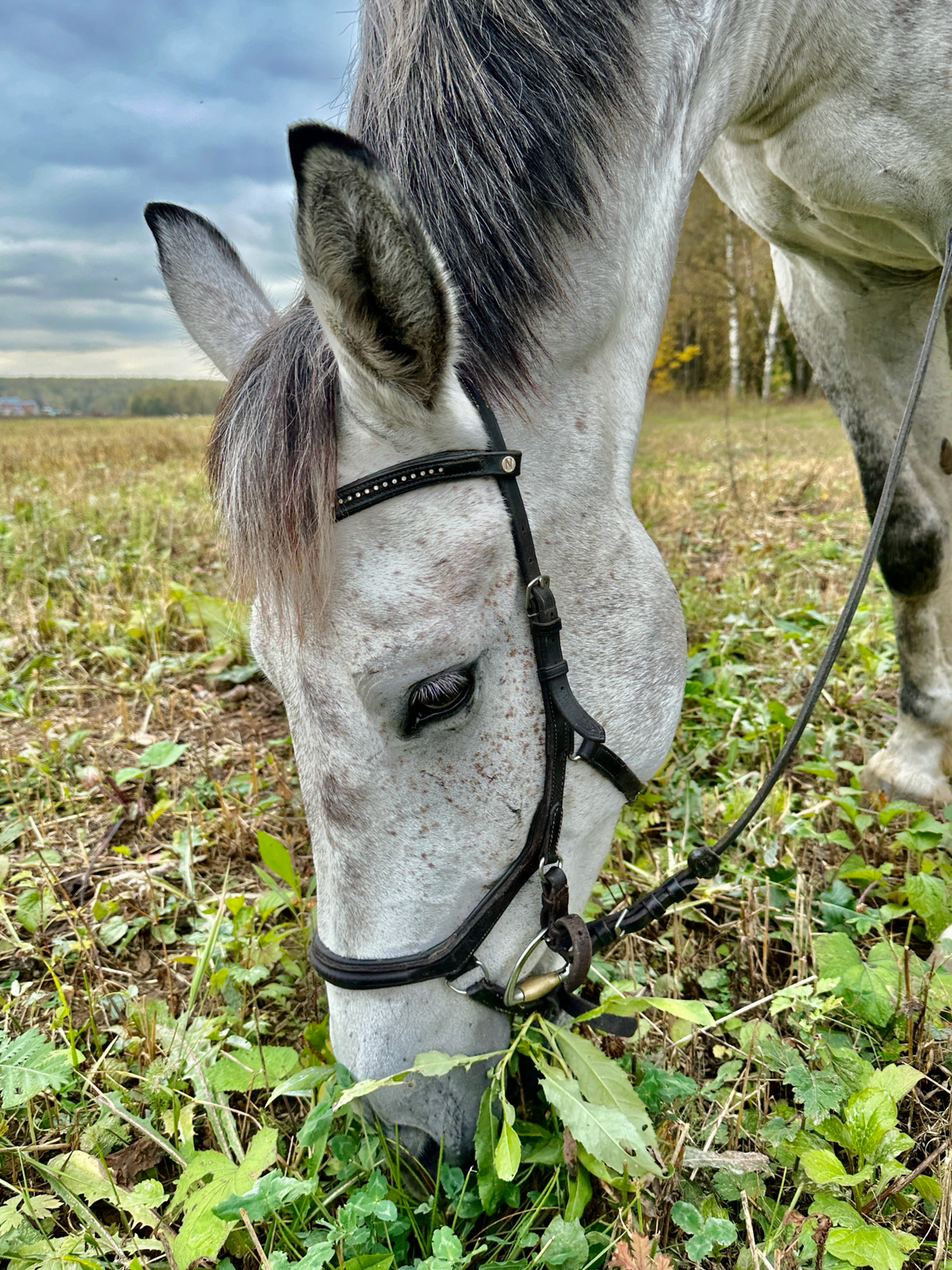 Осенние лошадки 🐴🍂❤️
Оригинальные идеи для свиданий, которые не оставят девушку равнодушной.
Приходите к нам на конные прогулки по адресу:
д | Сетка — социальная сеть от hh.ru