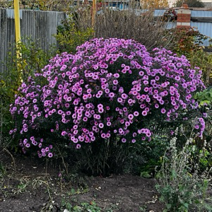 Элла Саистунова