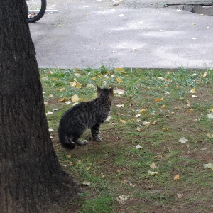 Кот Василий