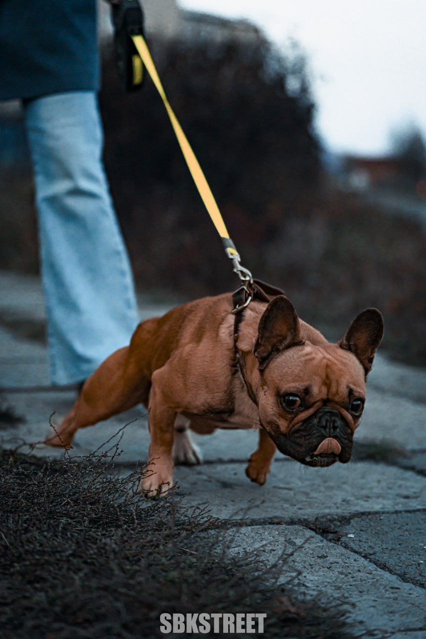 Чуть камеру не сожрал 🐶
❤️ sbkstreet | 🔵дать буст каналу | Сетка — социальная сеть от hh.ru