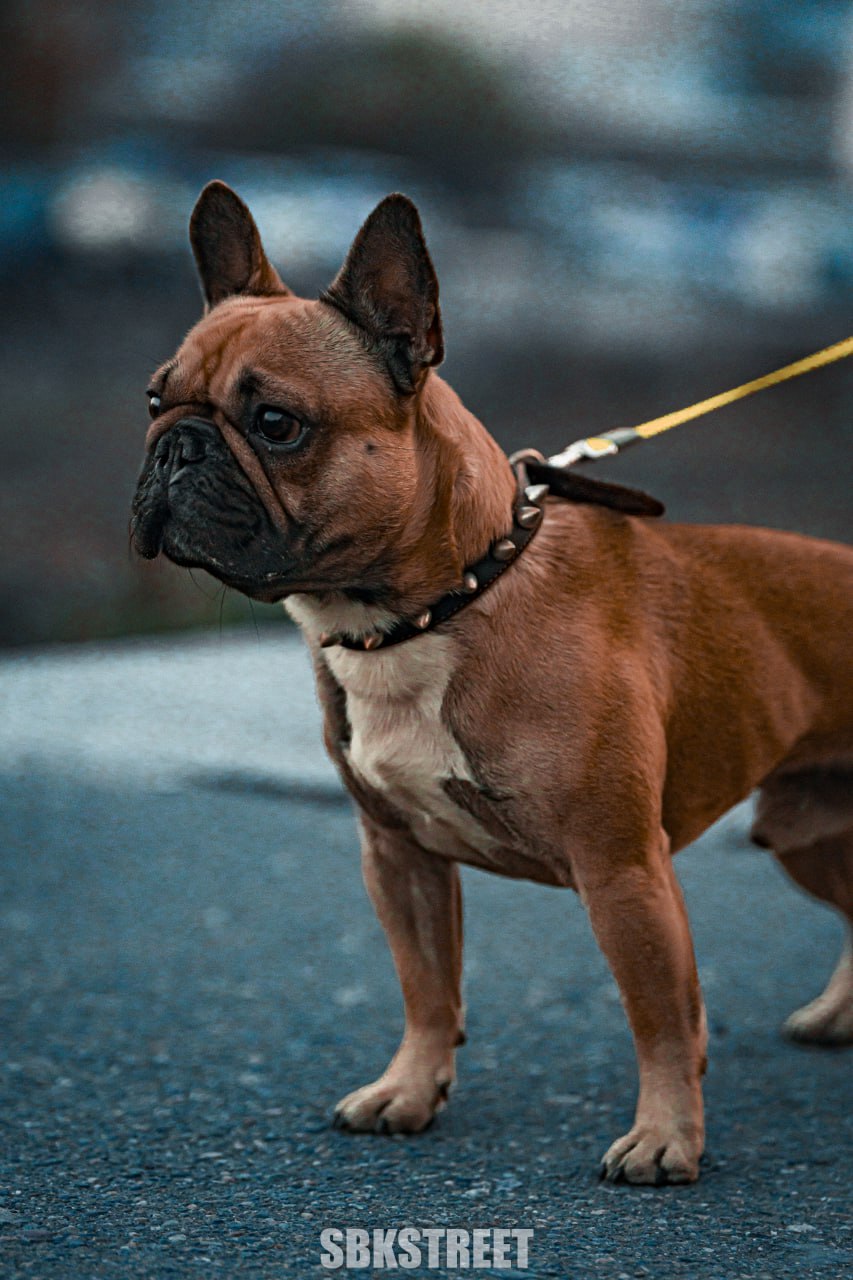 Чуть камеру не сожрал 🐶
❤️ sbkstreet | 🔵дать буст каналу | Сетка — социальная сеть от hh.ru
