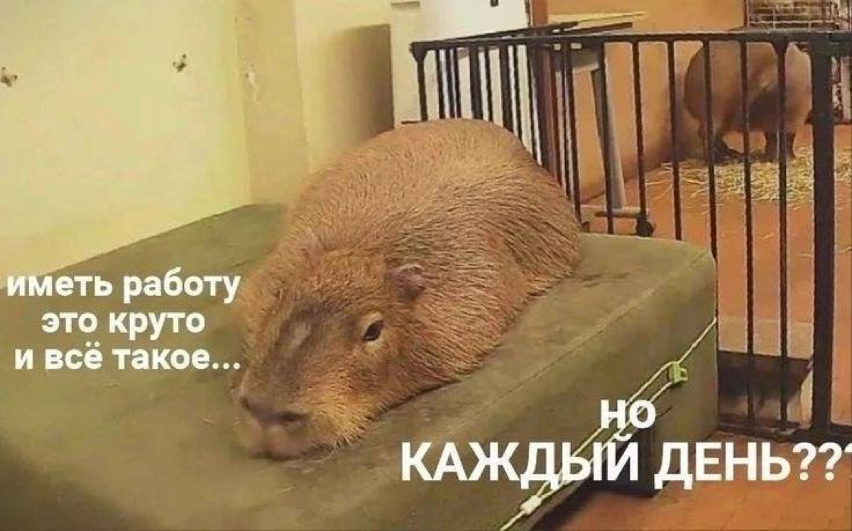 #мемдня жизнь, которую я боюсь | Сетка — социальная сеть от hh.ru