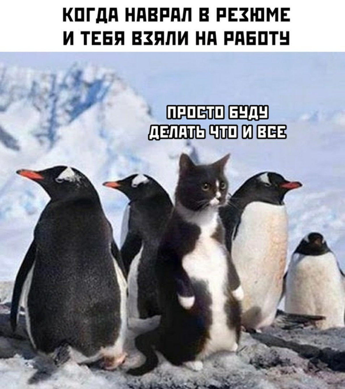 Это как та старая новость:
Парень без опыта работы, сделал себе резюме и устроился на хорошую работу. Но он ничего не умеет, поэтому искал человека, который за 50% зарплаты будет делать работу за него | Сетка — социальная сеть от hh.ru