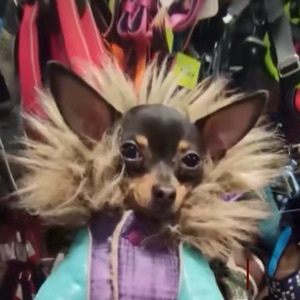 Afghan Hh | Сетка — социальная сеть от hh.ru