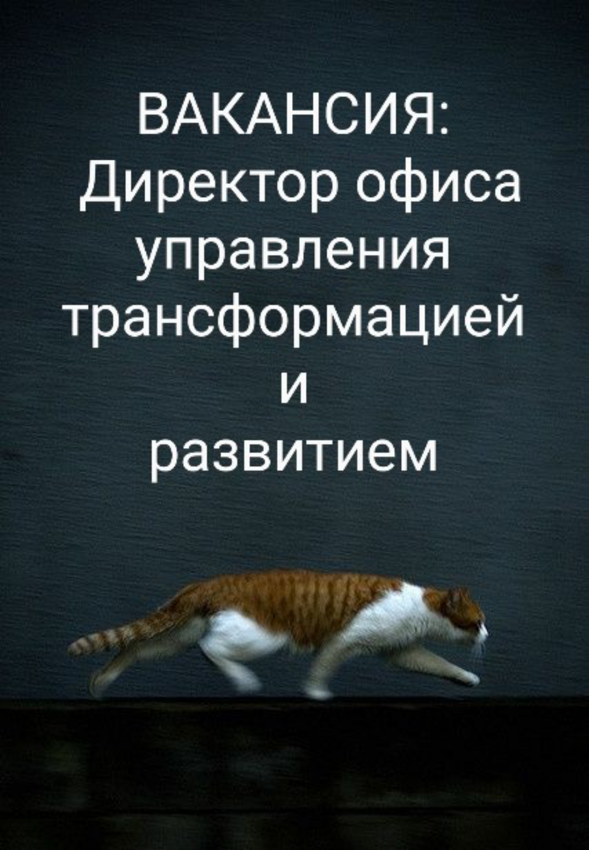 #ВАКАНСИЯ: Директор офиса управления трансформацией и развитием
КОМПАНИЯ: вакансия от КА Marksman - Наш клиент: один из лидеров в отрасли розничной торговли находится в поиске Директора по операционно... | Сетка — социальная сеть от hh.ru