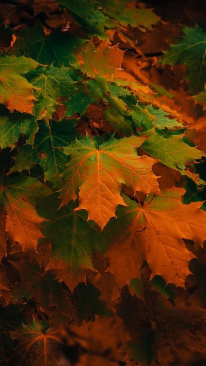 Осеннее настроение? 🍂🍁🍃
Желаю вам не хандрить. Наслаждайтесь сегодняшним днём, событиями и людьми.
Ведь жизнь, она идёт именно сейчас, прямо в эту минуту | Сетка — социальная сеть от hh.ru