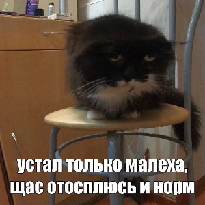 Усталые коты