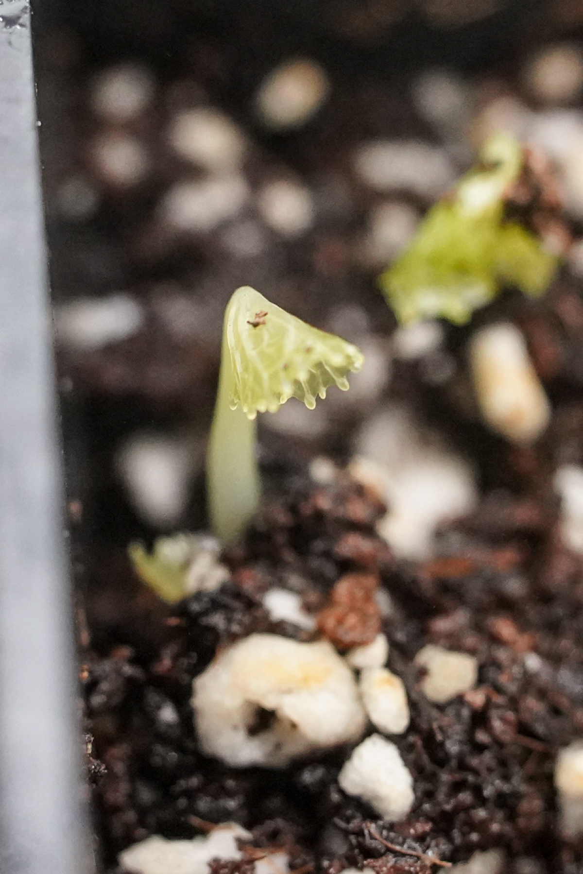 Оно живое! | Сетка — социальная сеть от hh.ru