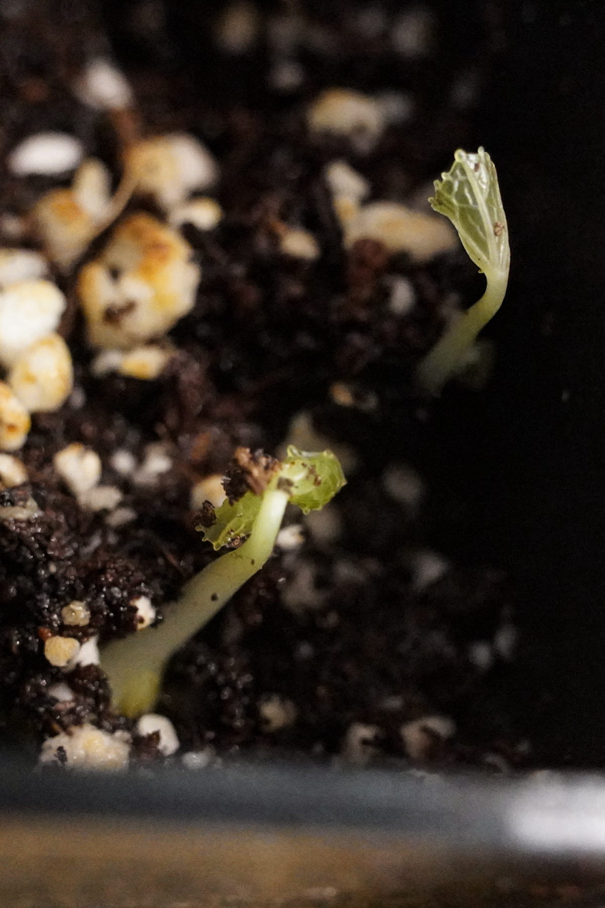 Оно живое! | Сетка — социальная сеть от hh.ru