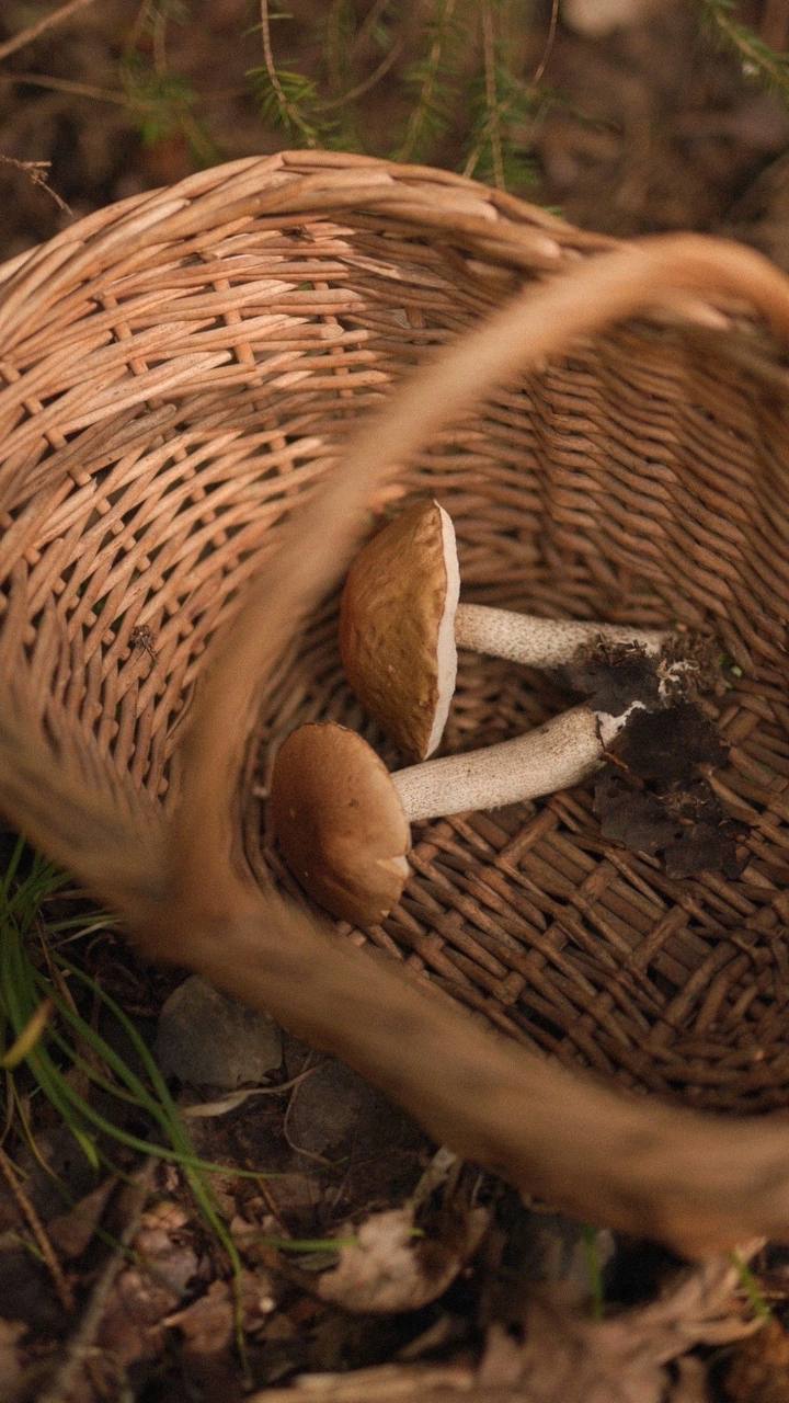 🍄Грибной сезон в Москве и Московской области продлится до середины ноября
В столичном регионе можно найти более 200 видов съедобных грибов | Сетка — социальная сеть от hh.ru