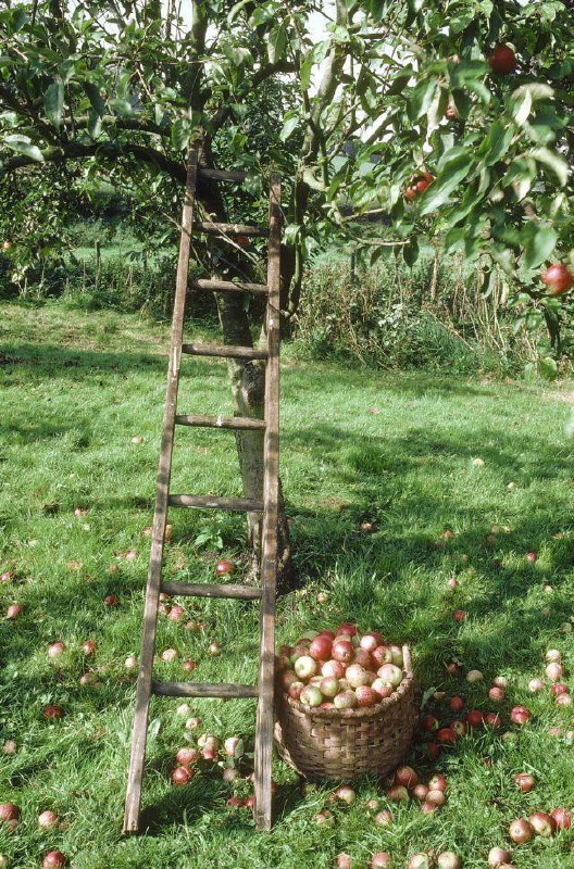 Дома хорошо, а у Бабушки в деревне лучше🌰🍯🤍
Обожала в детстве ездить в деревню к Бабушкам и Дедушкам, чистый воздух, тишина | Сетка — социальная сеть от hh.ru