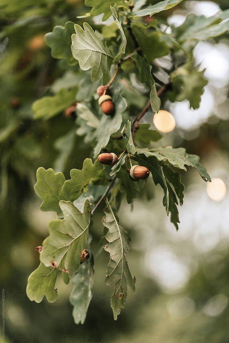Дома хорошо, а у Бабушки в деревне лучше🌰🍯🤍
Обожала в детстве ездить в деревню к Бабушкам и Дедушкам, чистый воздух, тишина | Сетка — социальная сеть от hh.ru