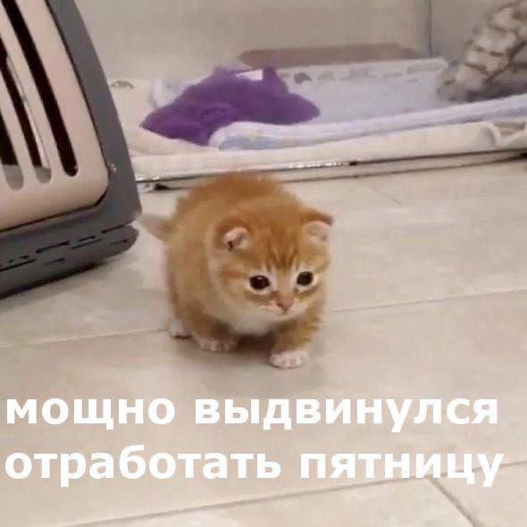 Всем успешных пятниц 💻 | Сетка — социальная сеть от hh.ru
