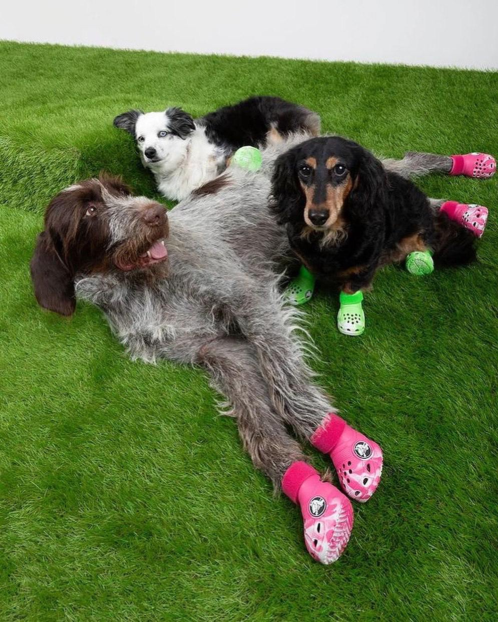Какая милота: Crocs заколлабились с BARK и выпустили маленькие кроксики ботинки для собак. Собачьи Crocs доступны в двух цветах и, кстати, они светятся в темноте | Сетка — социальная сеть от hh.ru