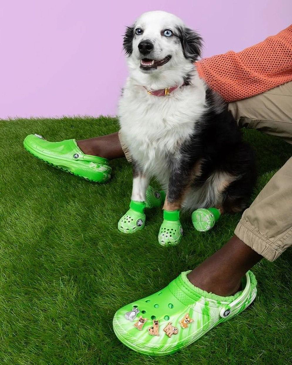 Какая милота: Crocs заколлабились с BARK и выпустили маленькие кроксики ботинки для собак. Собачьи Crocs доступны в двух цветах и, кстати, они светятся в темноте | Сетка — социальная сеть от hh.ru
