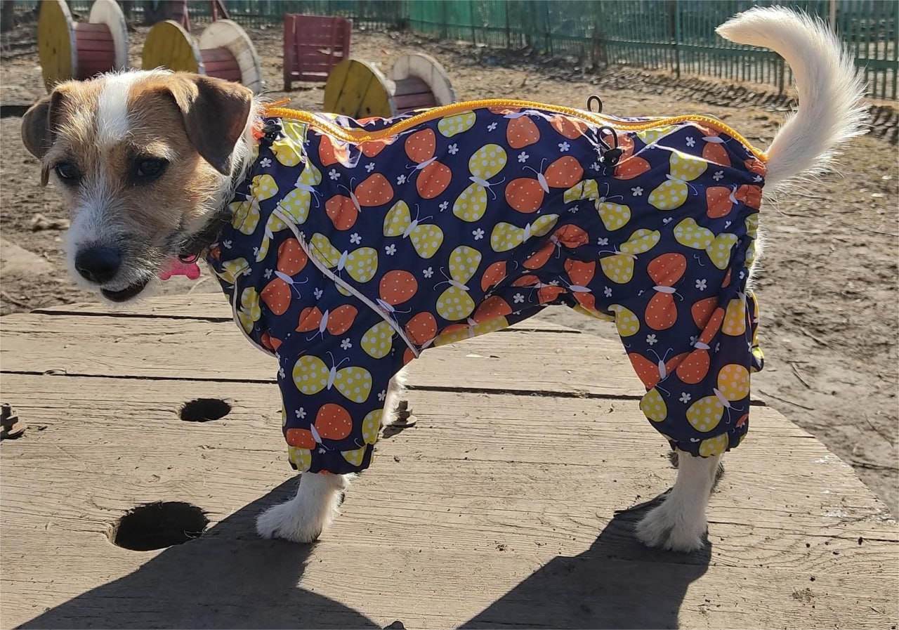 Комбинезон на Джек-рассел-терьера (девочка)🐕
Для участия в складчине пишите «+» в комментариях.
Выкройка PDF.
Характеристики:
✅ Длина по спинке: 35-40 см с воротником,
✅ Обхват груди:40-44 см | Сетка — социальная сеть от hh.ru