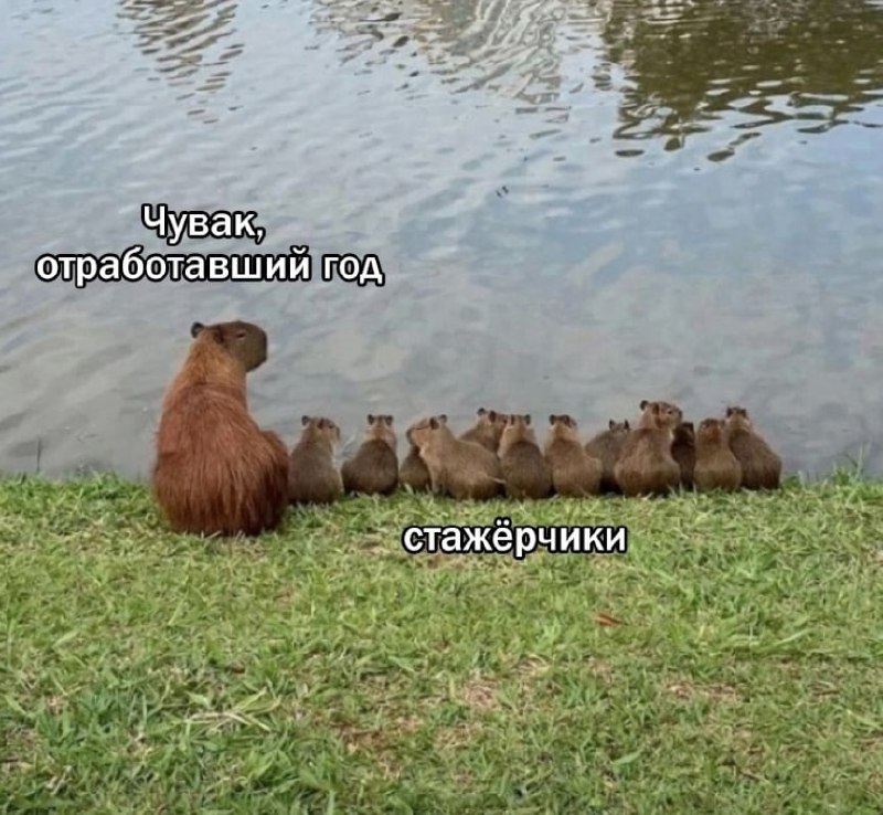 ➡️ отправь в телеге мем коллеге | Сетка — социальная сеть от hh.ru