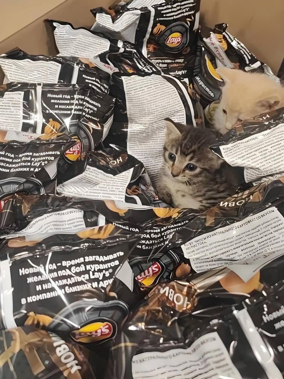 Три котёнка приехали в «Магнит» в огромной коробке с чипсами Lay's. Их привезли из распределительного центра в Петрозаводске, но сейчас каждому пушистому уже нашли хозяев | Сетка — социальная сеть от hh.ru