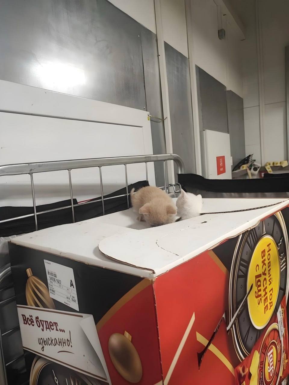 Три котёнка приехали в «Магнит» в огромной коробке с чипсами Lay's. Их привезли из распределительного центра в Петрозаводске, но сейчас каждому пушистому уже нашли хозяев | Сетка — социальная сеть от hh.ru